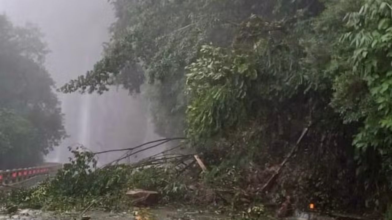 Árvore caída bloqueando estrada na Rio-Teresópolis durante chuva.