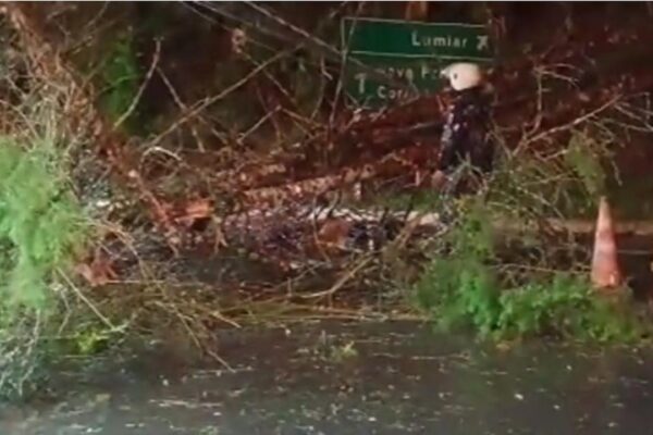 Árvore caída bloqueia estrada em Nova Friburgo após ciclone, com cones e placa de sinalização.