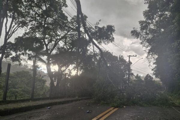 Árvore caída bloqueia estrada em Nova Friburgo após forte chuva e ventos.