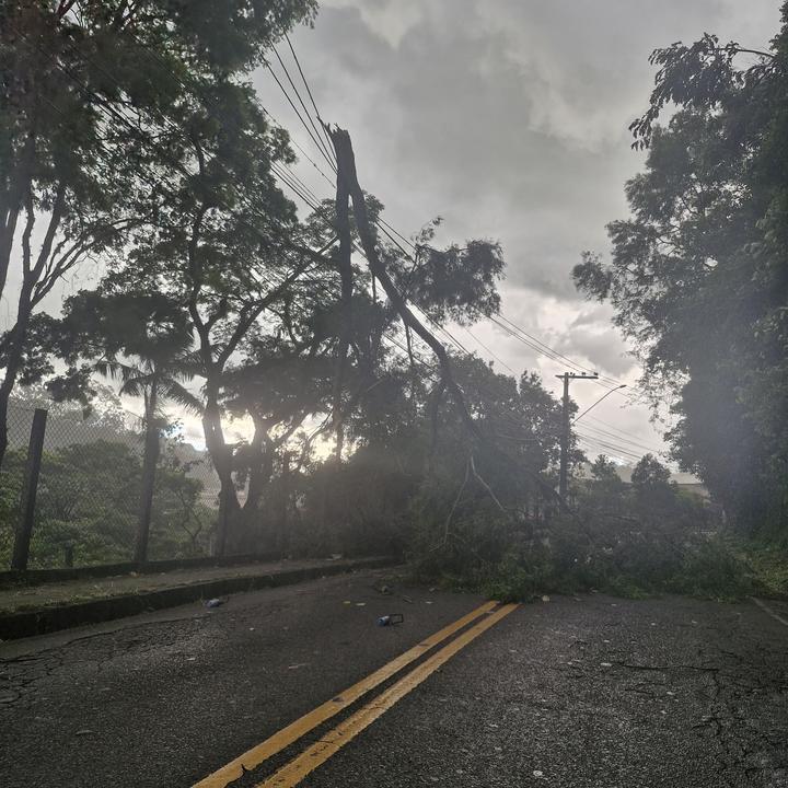 Árvore caída bloqueia estrada em Nova Friburgo após forte chuva e ventos.