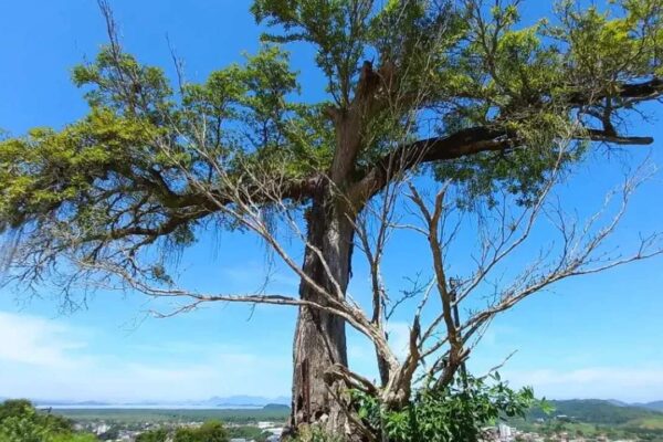 Árvore imponente em meio à paisagem, possivelmente no Rio de Janeiro.
