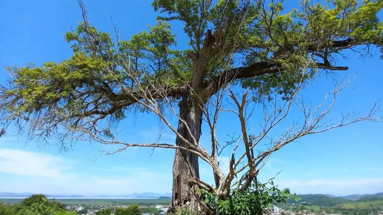 Árvore imponente em meio à paisagem, possivelmente no Rio de Janeiro.