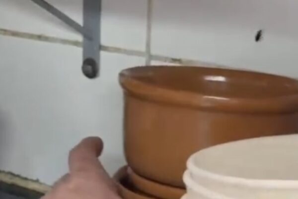 Baratas em restaurante: pote de cerâmica marrom e inseto voador próximo.