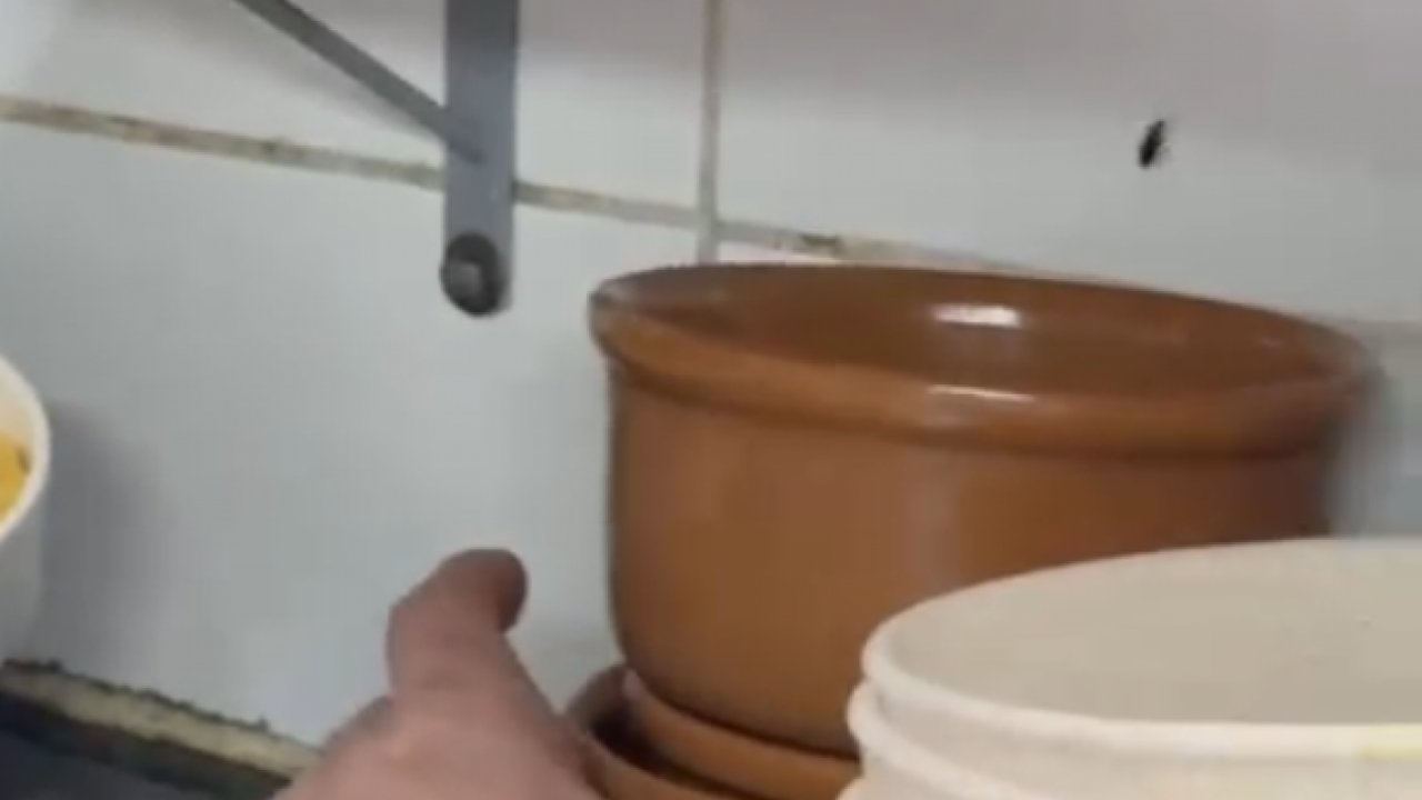 Baratas em restaurante: pote de cerâmica marrom e inseto voador próximo.