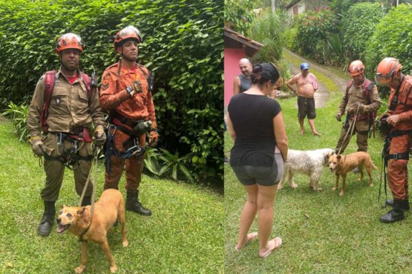 Bombeiros resgatam cadela em área de difícil acesso em Nova Friburgo, RJ.