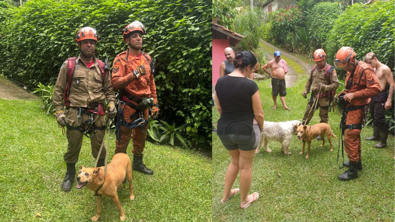 Bombeiros resgatam cadela em área de difícil acesso em Nova Friburgo, RJ.