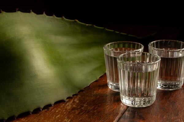 Cachaça em copos com folha de agave ao fundo.