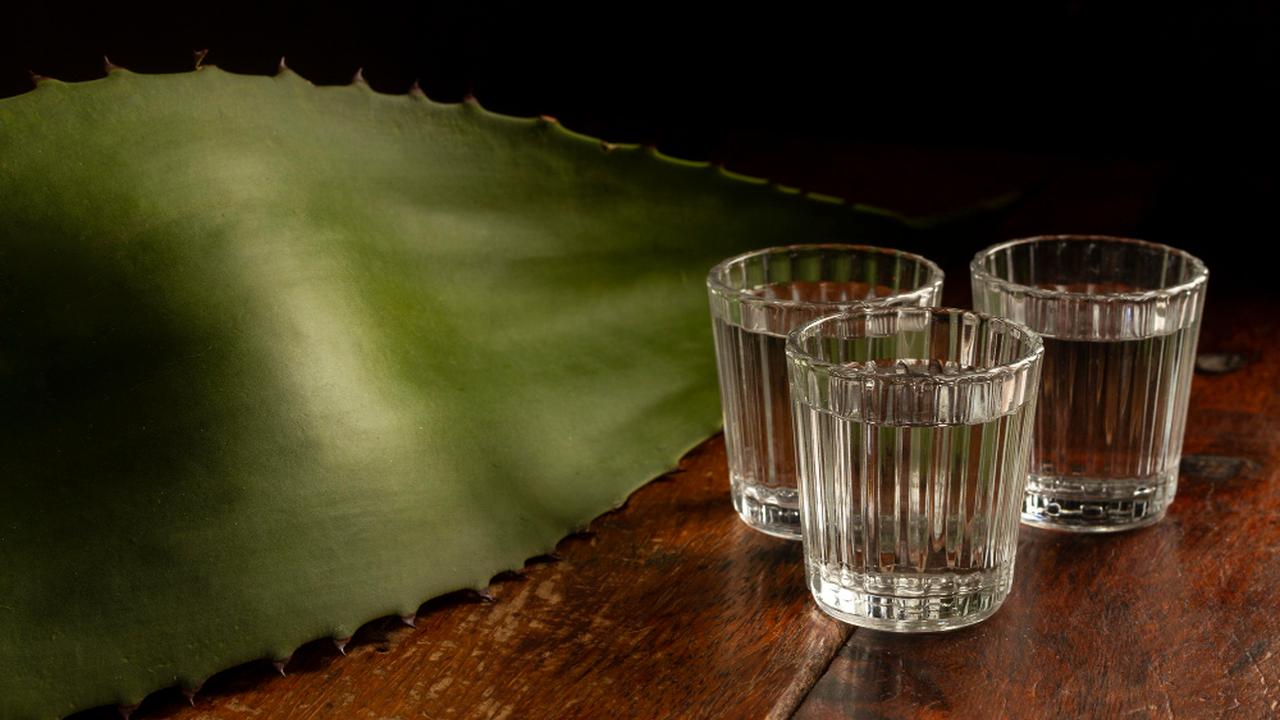 Cachaça em copos com folha de agave ao fundo.