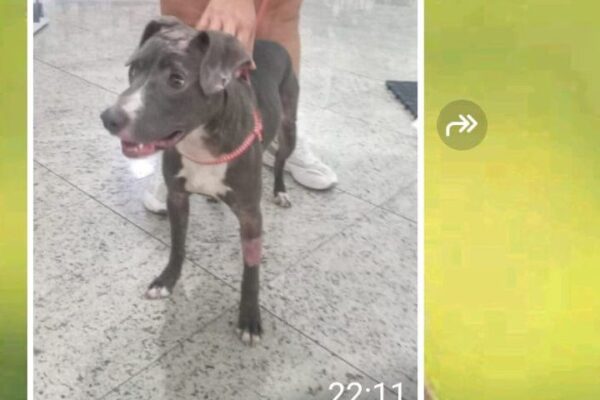 Cachorra resgatada e internada em clínica conveniada da Prefeitura de Nova Friburgo.