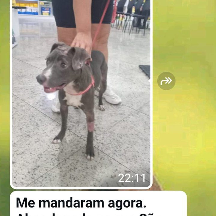 Cachorra resgatada e internada em clínica conveniada da Prefeitura de Nova Friburgo.