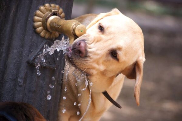Cachorro amarelo bebendo água em bebedouro público