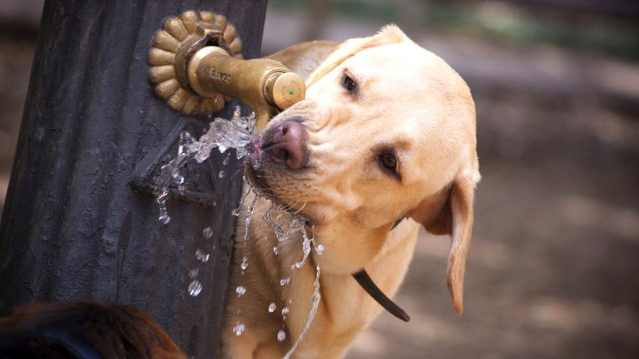 Cachorro amarelo bebendo água em bebedouro público