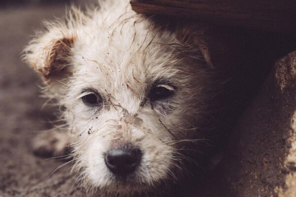 Cachorro com pelo sujo e olhar expressivo em foto com tons escuros