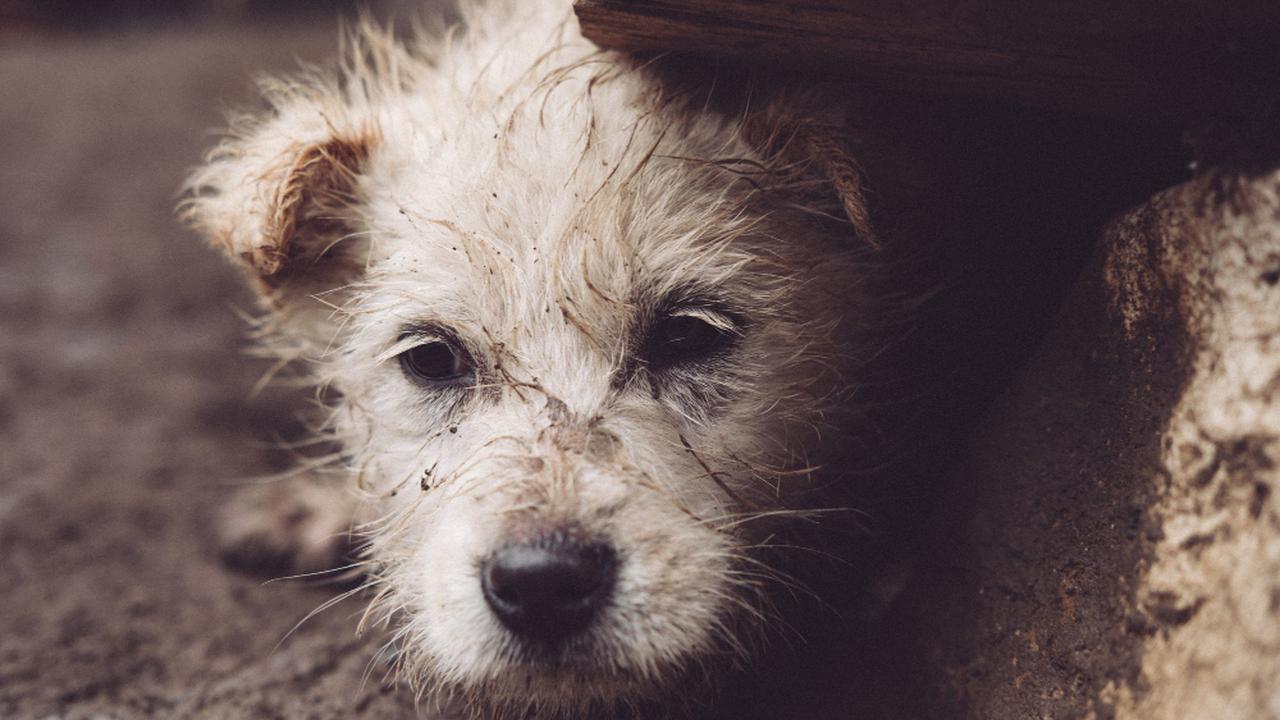 Cachorro com pelo sujo e olhar expressivo em foto com tons escuros