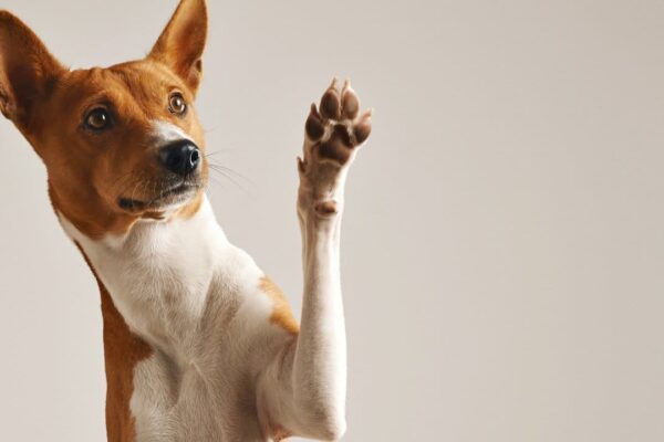 Cachorro marrom e branco deitado com a pata levantada em um fundo branco.