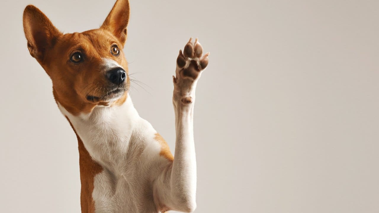 Cachorro marrom e branco deitado com a pata levantada em um fundo branco.