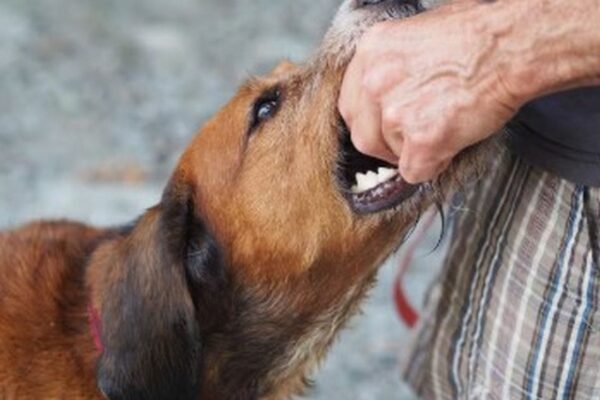 Cachorro morde homem durante perseguição policial em Nova Friburgo.