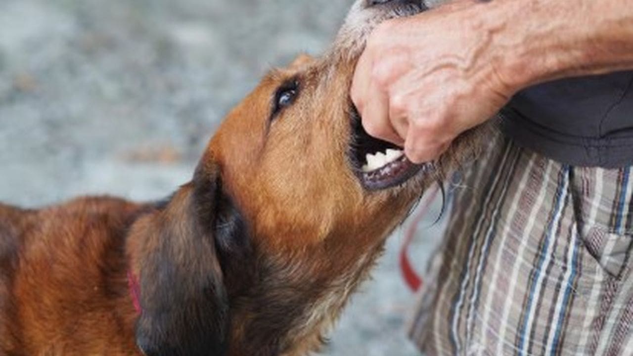 Cachorro morde homem durante perseguição policial em Nova Friburgo.