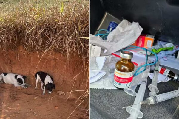 Cachorros em abrigo e medicamentos: Denúncia de uso em Cordeiro, RJ