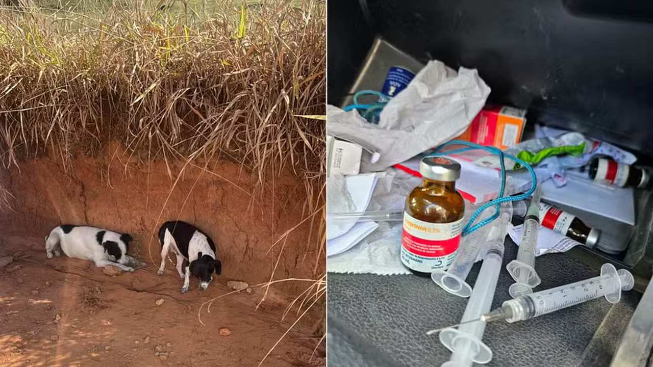 Cachorros em abrigo e medicamentos: Denúncia de uso em Cordeiro, RJ