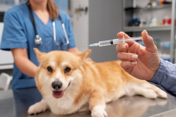 Cão corgi recebendo vacina em clínica veterinária, com veterinária preparando a injeção.