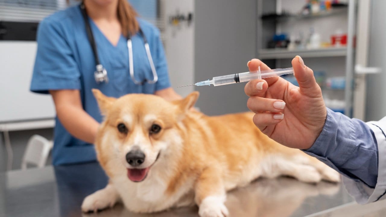 Cão corgi recebendo vacina em clínica veterinária, com veterinária preparando a injeção.