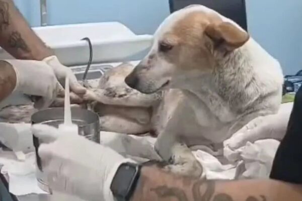 Cão ferido recebendo atendimento veterinário após ser atingido por tiro em operação policial.