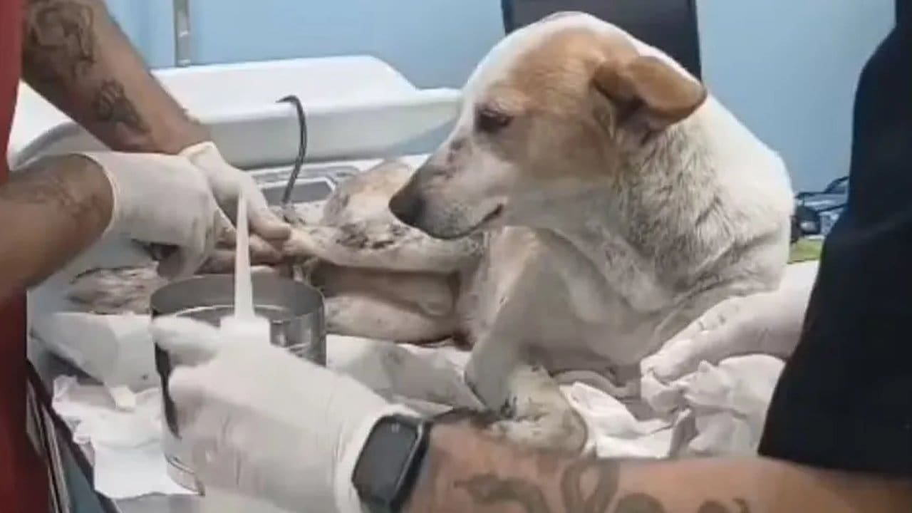 Cão ferido recebendo atendimento veterinário após ser atingido por tiro em operação policial.