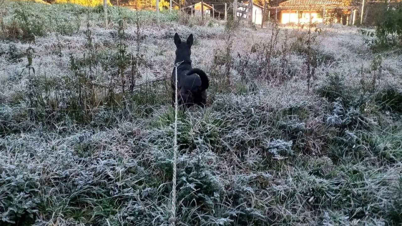 Cão preto em um campo gramado coberto por geada no Parque Nacional de Itatiaia, Rio de Janeiro.