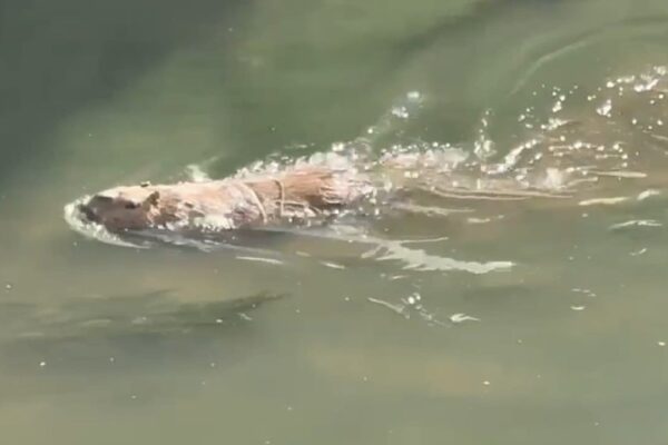 Capivara nadando em água turva, com foco no rosto e corpo