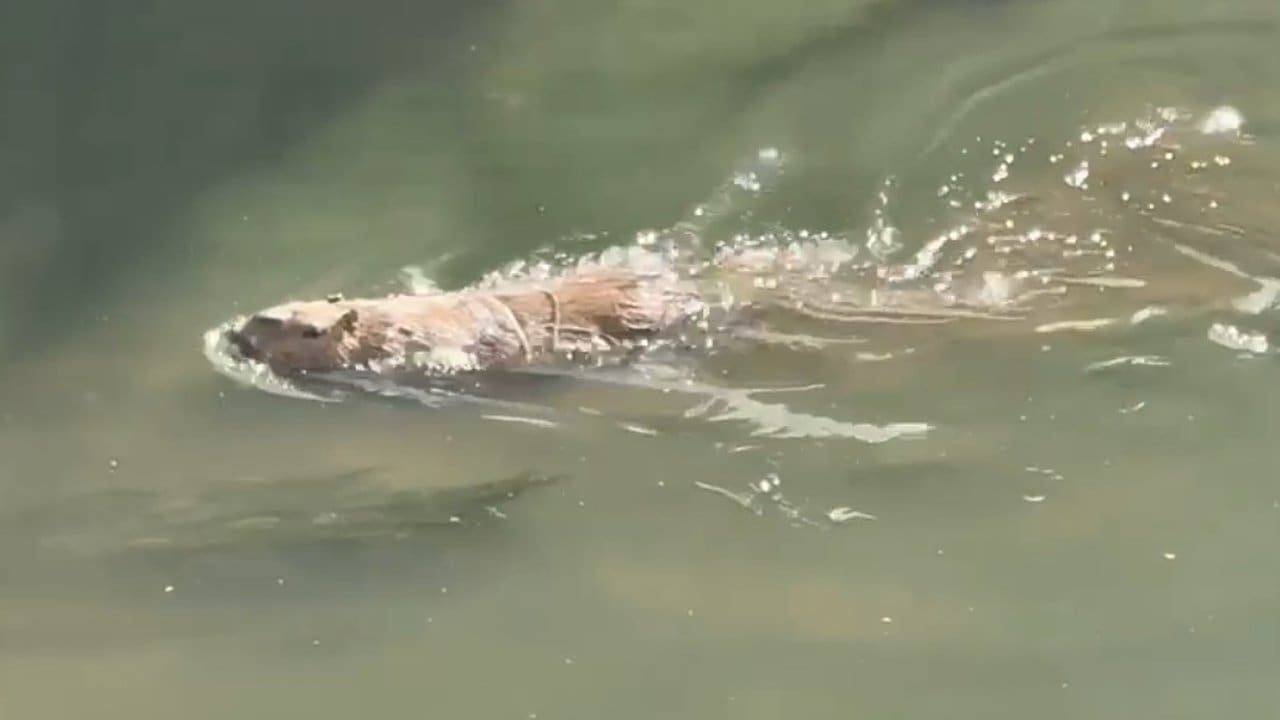 Capivara nadando em água turva, com foco no rosto e corpo