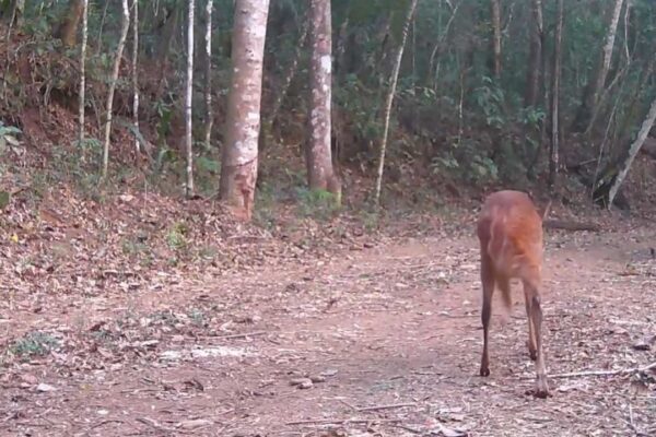 Cervo marrom caminhando por trilha em floresta com árvores altas.