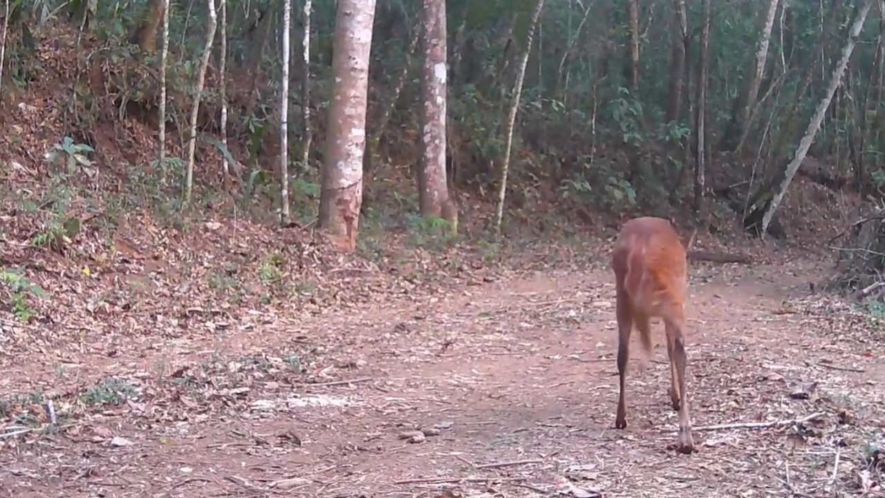 Cervo marrom caminhando por trilha em floresta com árvores altas.