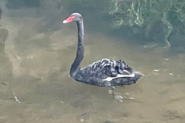 Cisne negro nadando em rio com vegetação ao fundo.