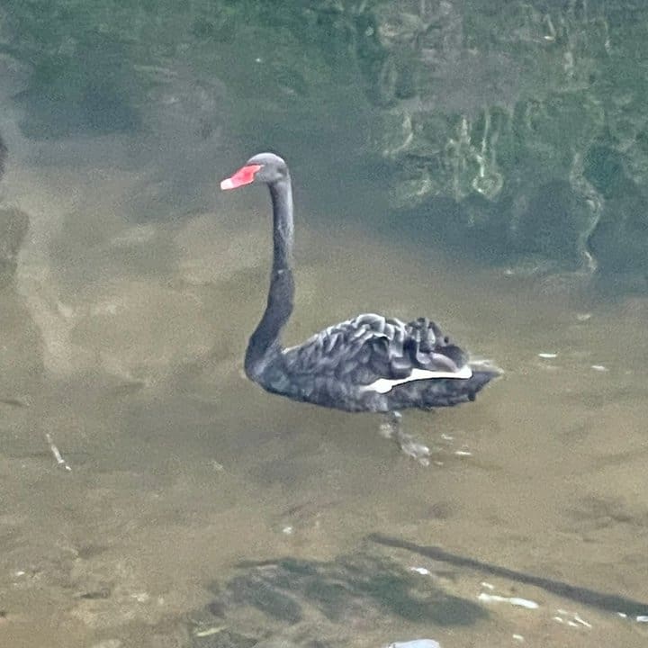 Cisne negro nadando em rio com vegetação ao fundo.