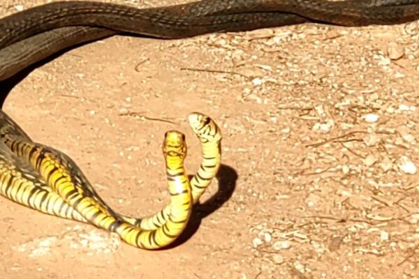 Cobras caninanas em acasalamento, exibindo corpos amarelos e pretos em um solo arenoso.