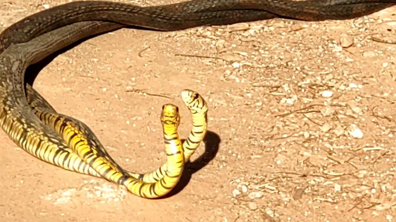 Cobras caninanas em acasalamento, exibindo corpos amarelos e pretos em um solo arenoso.