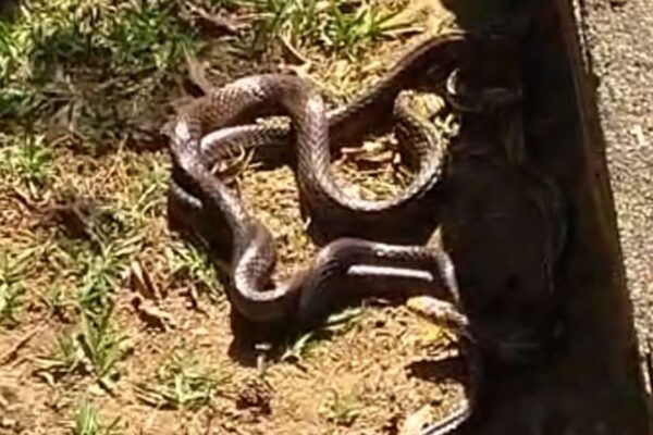 Cobras caninanas em acasalamento na grama.