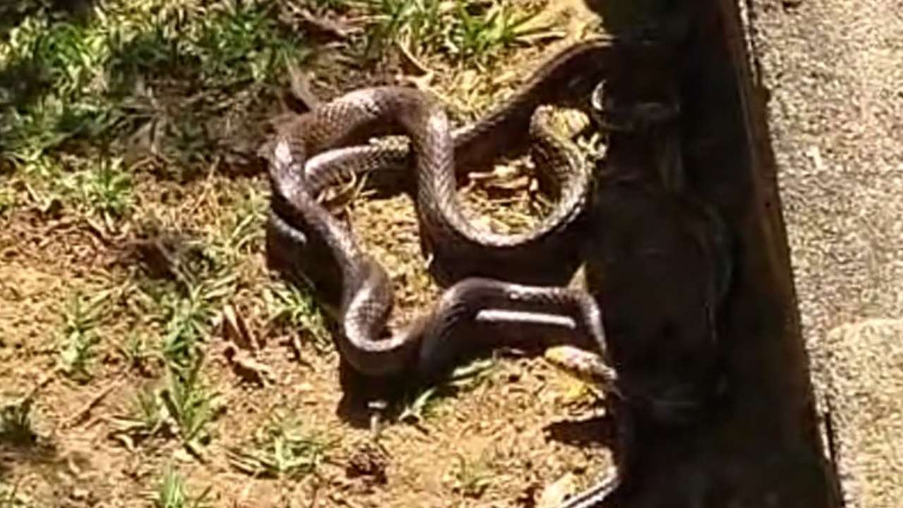 Cobras caninanas em acasalamento na grama.
