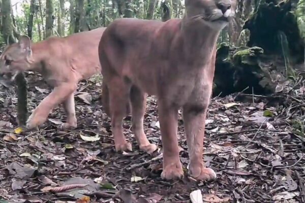 Dois pumas em seu habitat natural na Mata Atlântica, em Nova Friburgo.