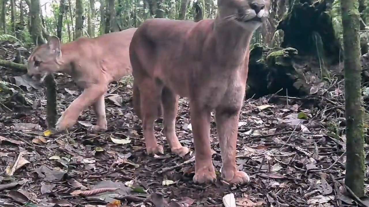 Dois pumas em seu habitat natural na Mata Atlântica, em Nova Friburgo.