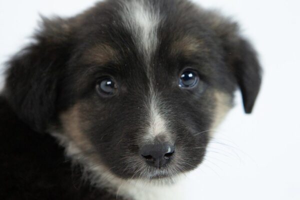 Filhote de cachorro com olhos grandes e pelo escuro em fundo branco.