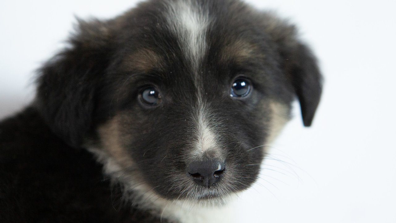 Filhote de cachorro com olhos grandes e pelo escuro em fundo branco.