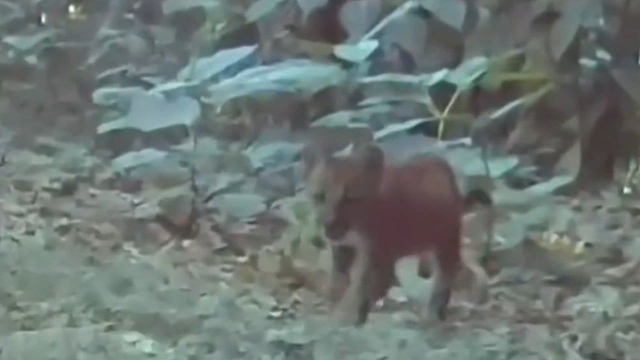 Filhote de onça parda andando na vegetação.