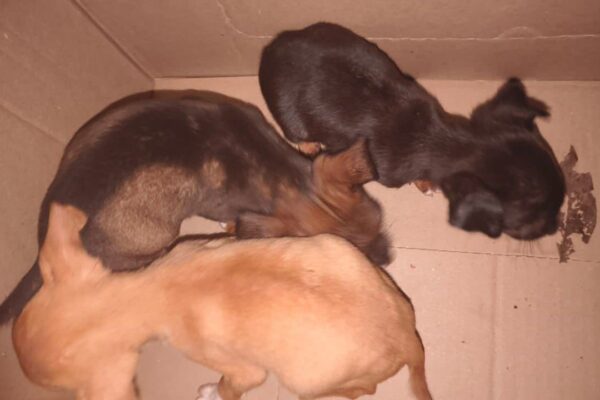 Filhotes de cachorro em caixa de papelão.