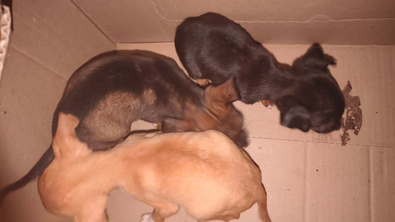Filhotes de cachorro em caixa de papelão.