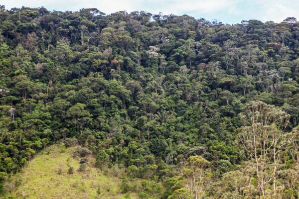 Floresta tropical exuberante com vegetação densa e diversos tons de verde, em um terreno montanhoso.