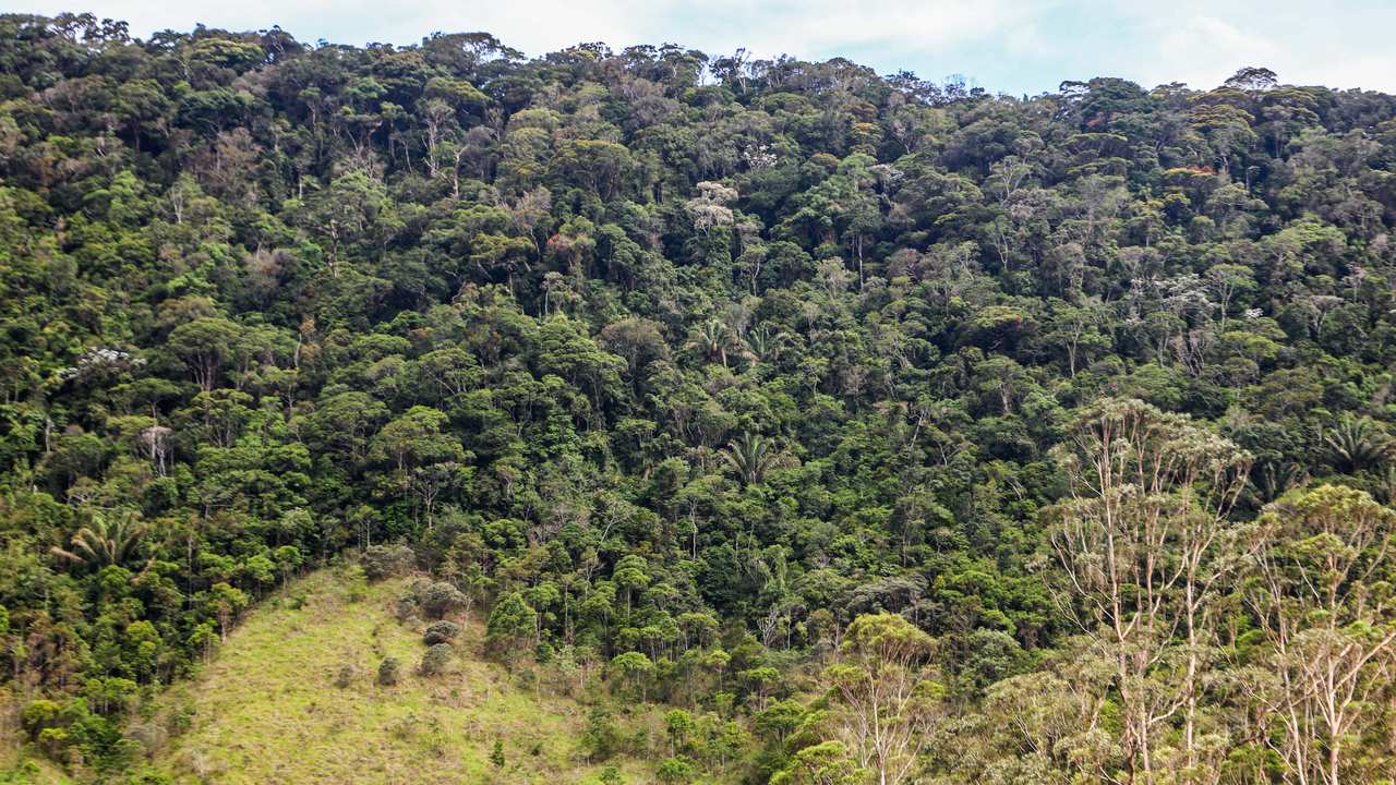 Floresta tropical exuberante com vegetação densa e diversos tons de verde, em um terreno montanhoso.