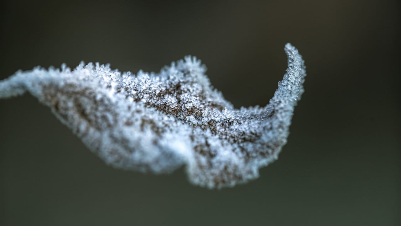 Folha com geada, mostrando detalhes dos cristais de gelo, em fundo escuro.