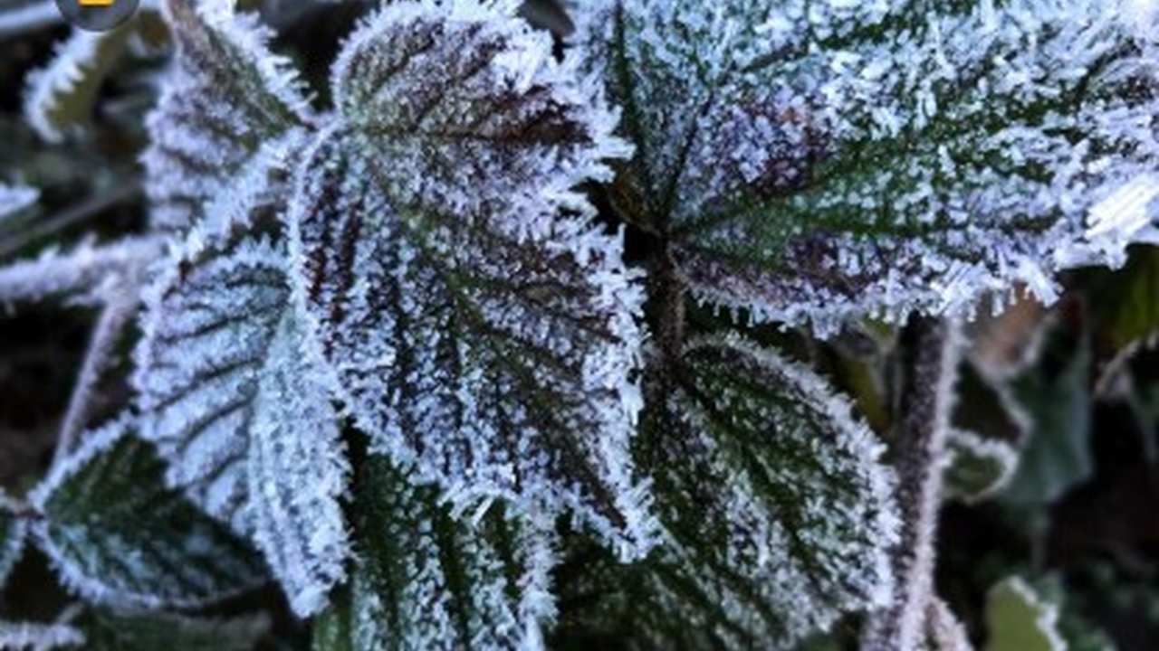 Folhas cobertas por geada, mostrando um clima frio no Rio de Janeiro.